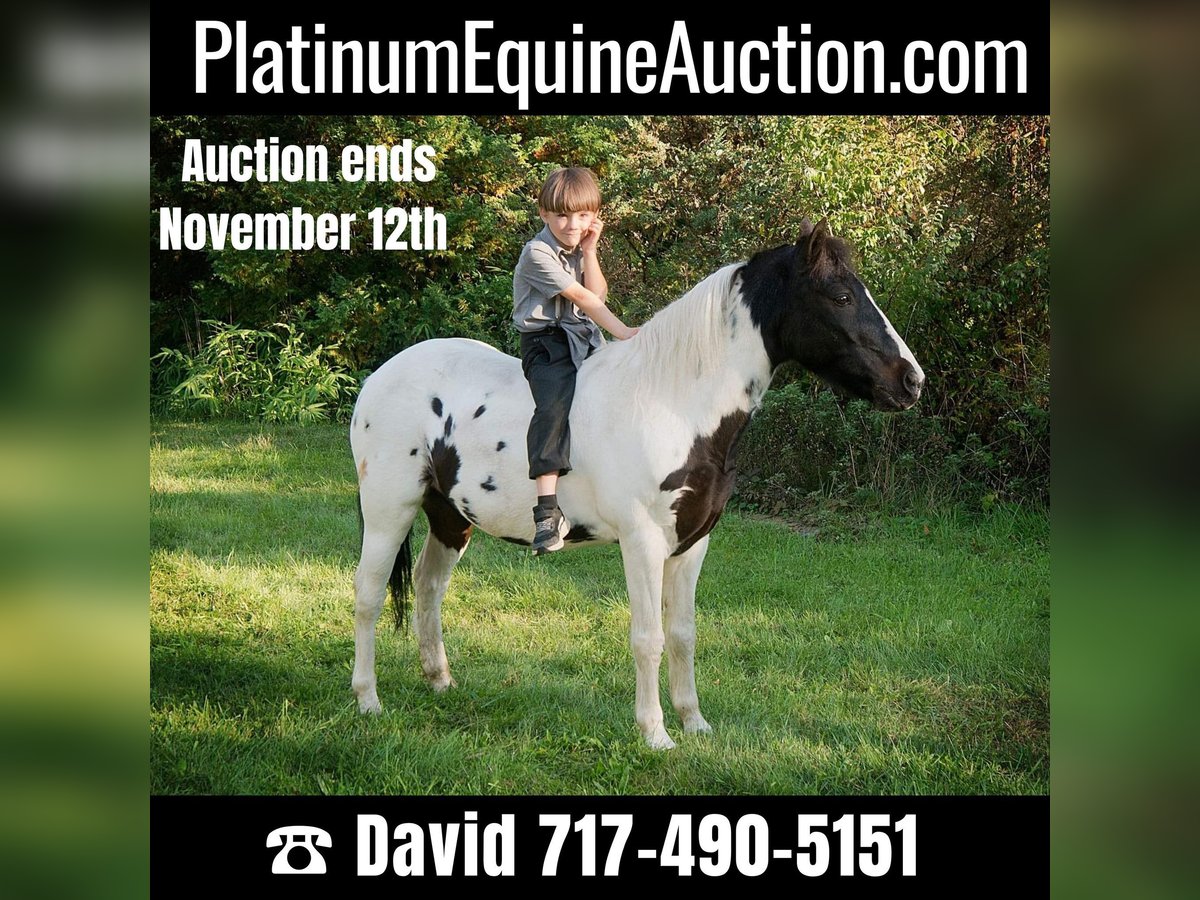 Quarter horse américain Hongre 18 Ans 124 cm Tobiano-toutes couleurs in Coatesville PA