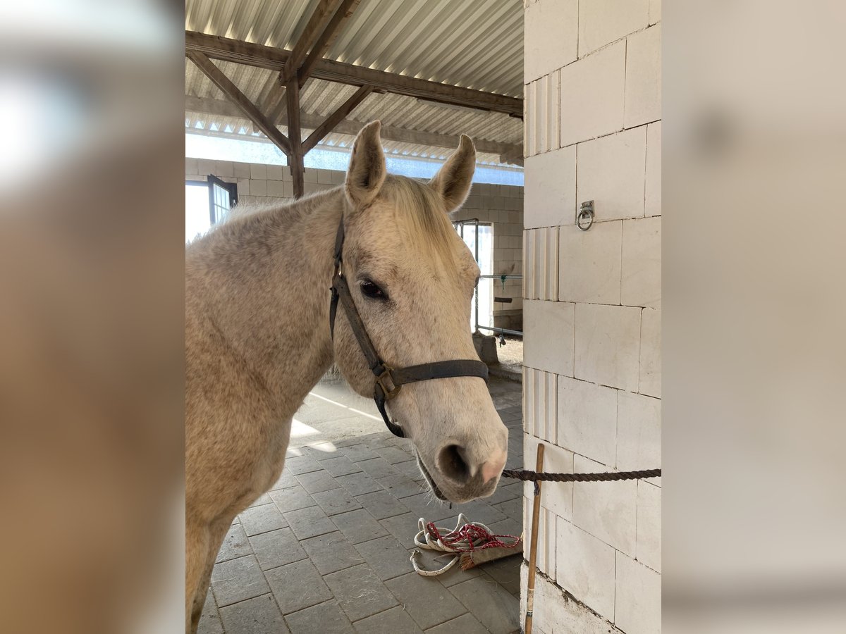 Quarter horse américain Hongre 18 Ans 148 cm Buckskin in D&#xF6;rnberg