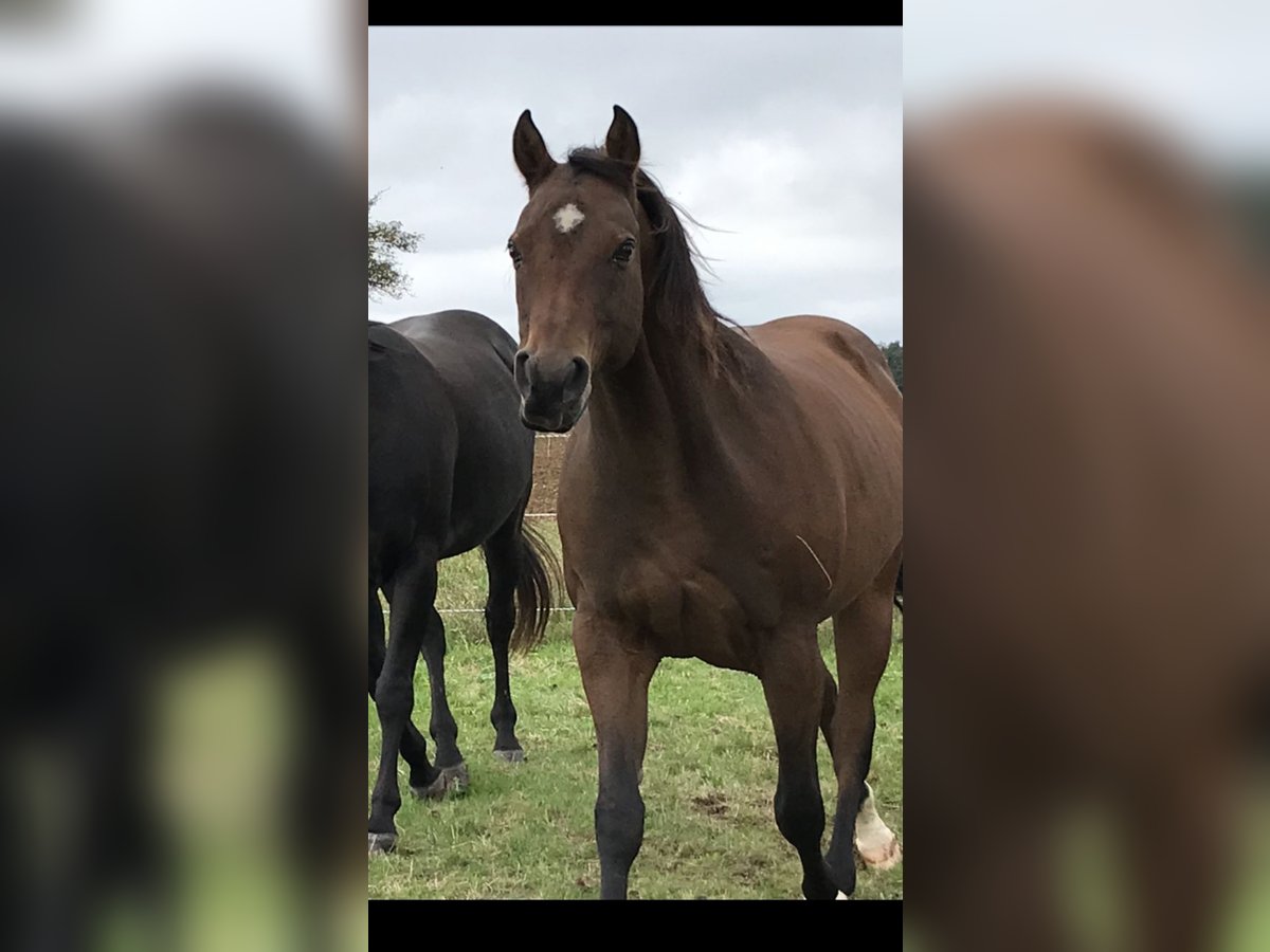 Quarter horse américain Hongre 18 Ans 154 cm Bai brun in Leinzell