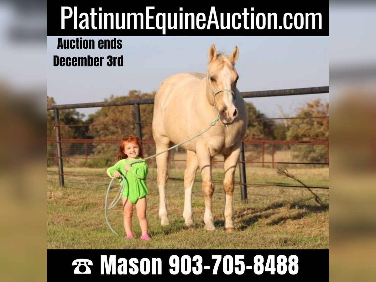 Quarter horse américain Hongre 18 Ans Palomino in Canton TX