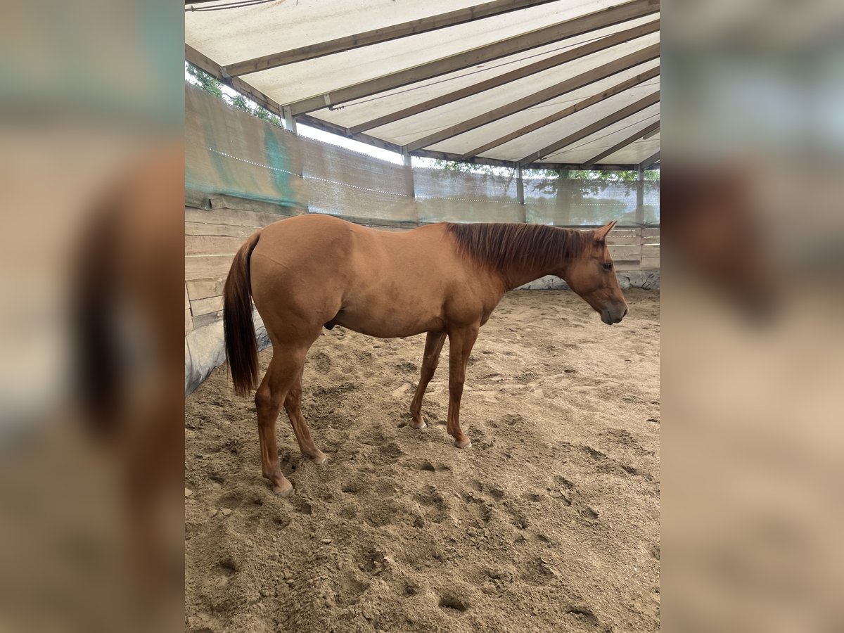 Quarter horse américain Hongre 1 Année 150 cm Alezan dun in Weyersheim Quarter horse américain Hongre 1 Année 150 cm Alezan dun in Weyersheim