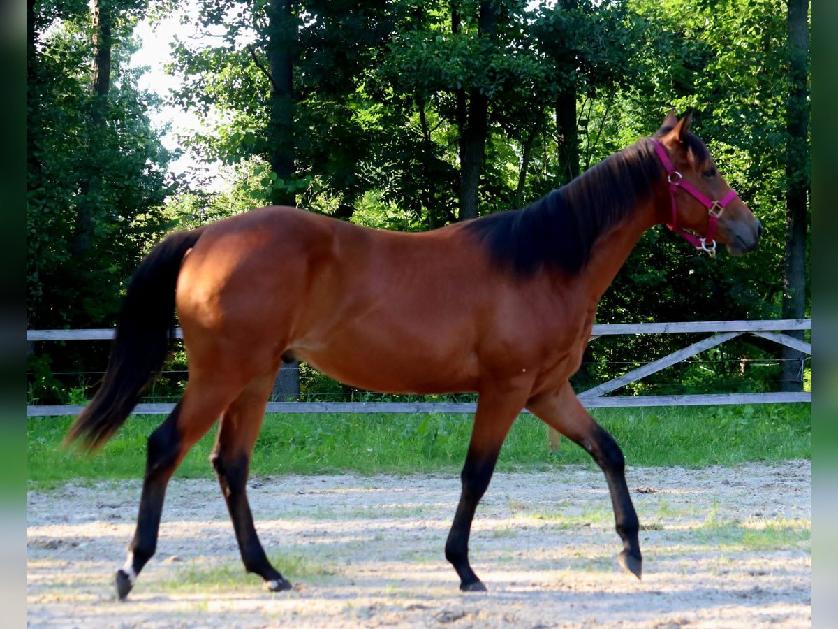 Quarter horse américain Hongre 1 Année 150 cm Bai in Zossen