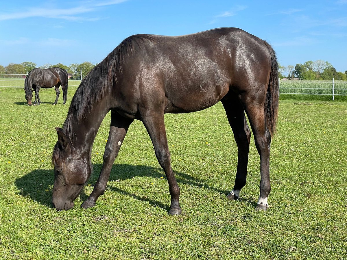 Quarter horse américain Hongre 1 Année 150 cm Noir in Rhede