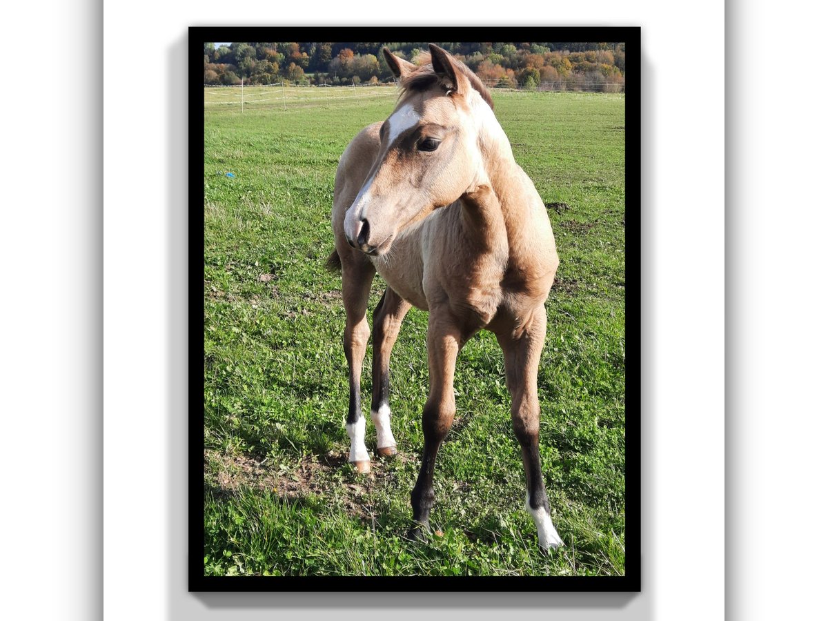 Quarter horse américain Hongre 1 Année 154 cm Buckskin in Tann