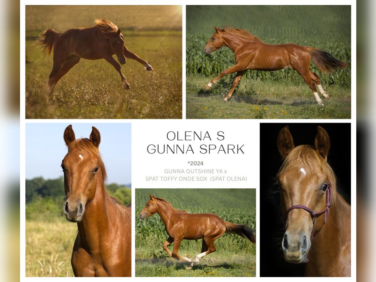 Quarter horse américain Hongre 1 Année 155 cm Alezan in Fischach