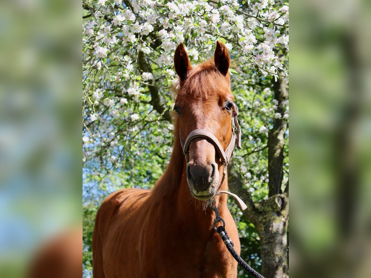 Quarter horse américain Hongre 1 Année 160 cm Alezan in Midwolde