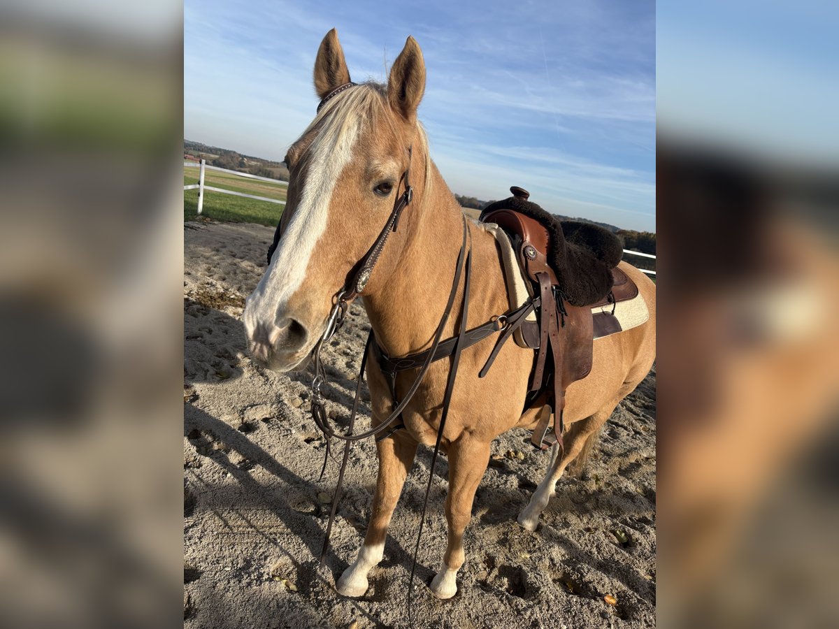 Quarter horse américain Hongre 20 Ans 150 cm Palomino in Gaspoltshofen