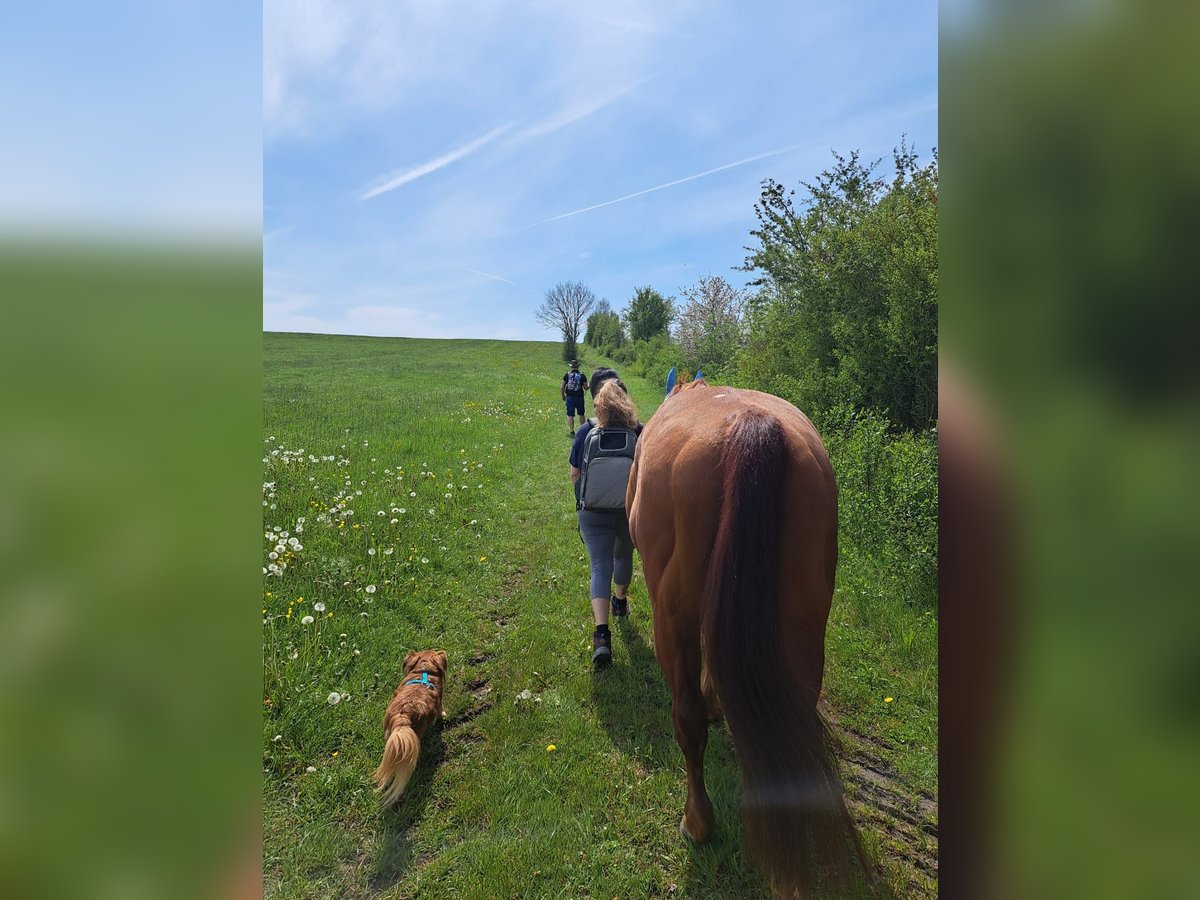 Quarter horse américain Hongre 22 Ans 155 cm Bai in Donaueschingen