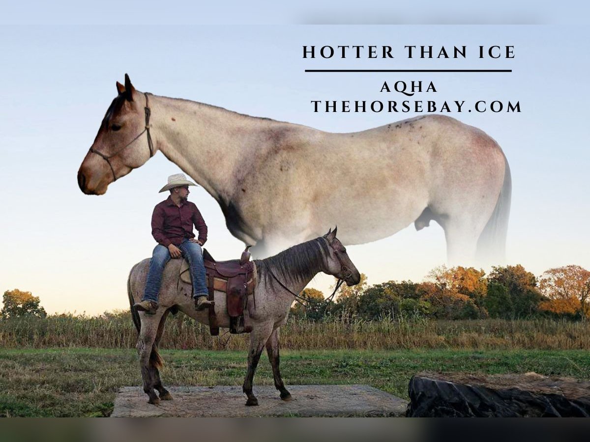 Quarter horse américain Hongre 2 Ans 145 cm Roan-Bay in Coldwater, MI