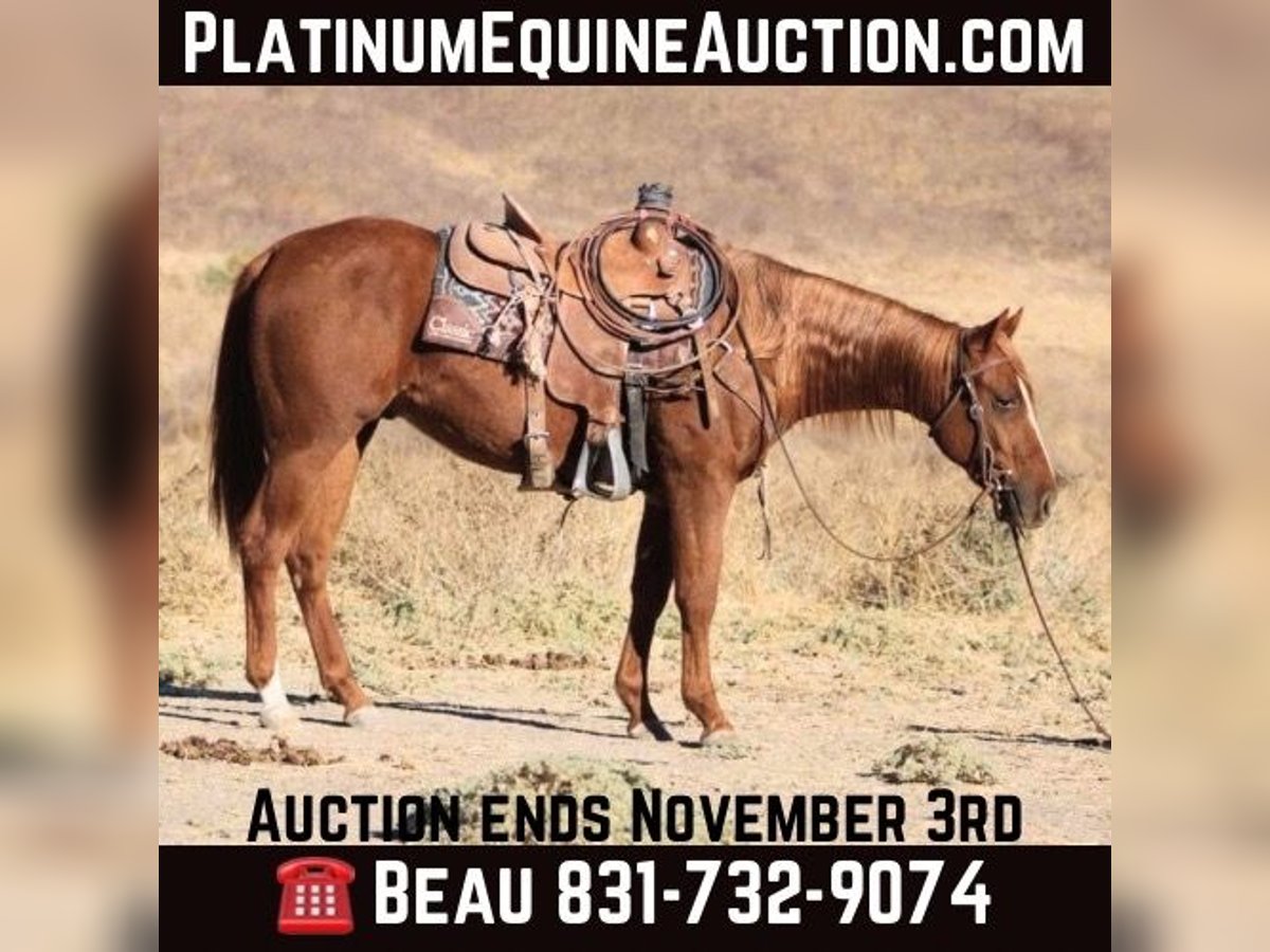 Quarter horse américain Hongre 2 Ans 147 cm Alezan brûlé in King City CA