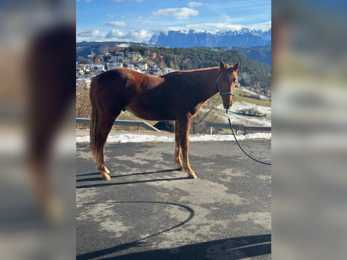 Quarter horse américain Hongre 2 Ans 150 cm Alezan brûlé in Jenesien