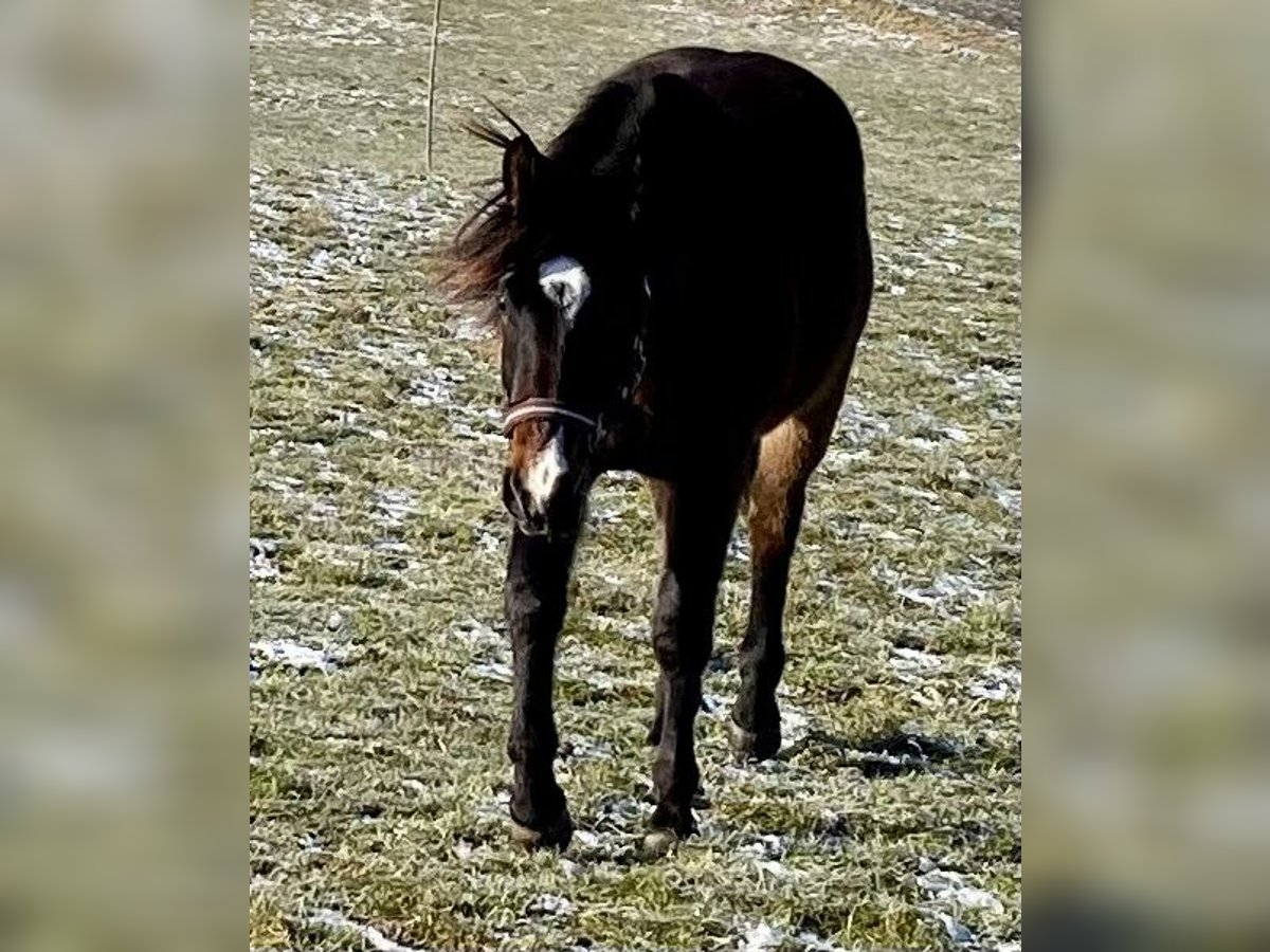 Quarter horse américain Hongre 2 Ans 150 cm Bai brun in Eglfing