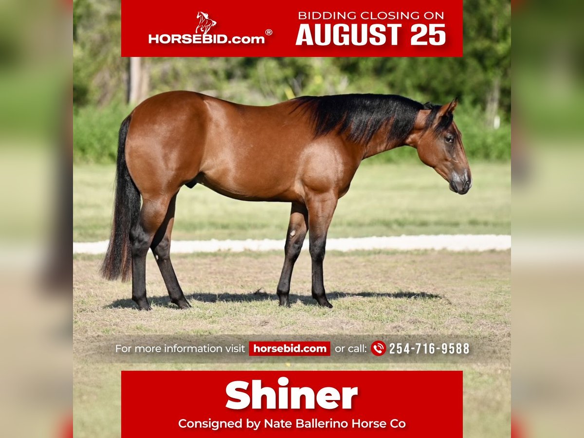 Quarter horse américain Hongre 2 Ans 150 cm Bai cerise in Waco, TX