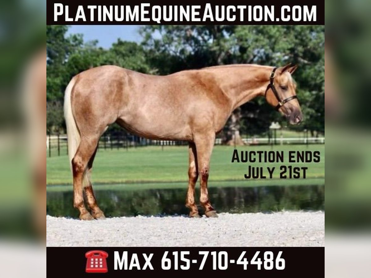 Quarter horse américain Hongre 2 Ans 150 cm Palomino in Aubrey TX