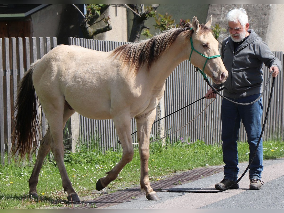 Quarter horse américain Hongre 2 Ans 152 cm Champagne in Müglitztal