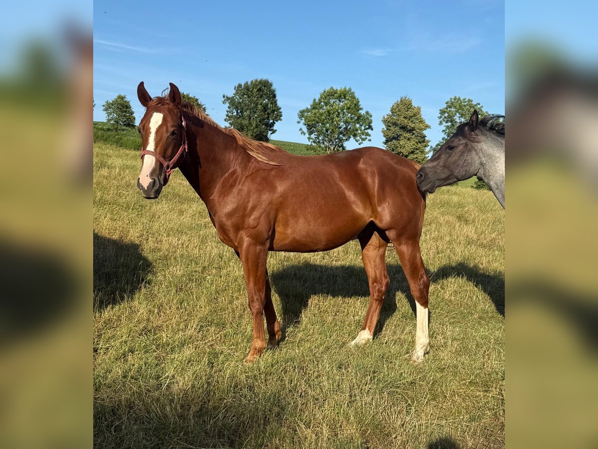 Quarter horse américain Hongre 2 Ans 153 cm Alezan in Daleiden Quarter horse américain Hongre 2 Ans 153 cm Alezan in Daleiden