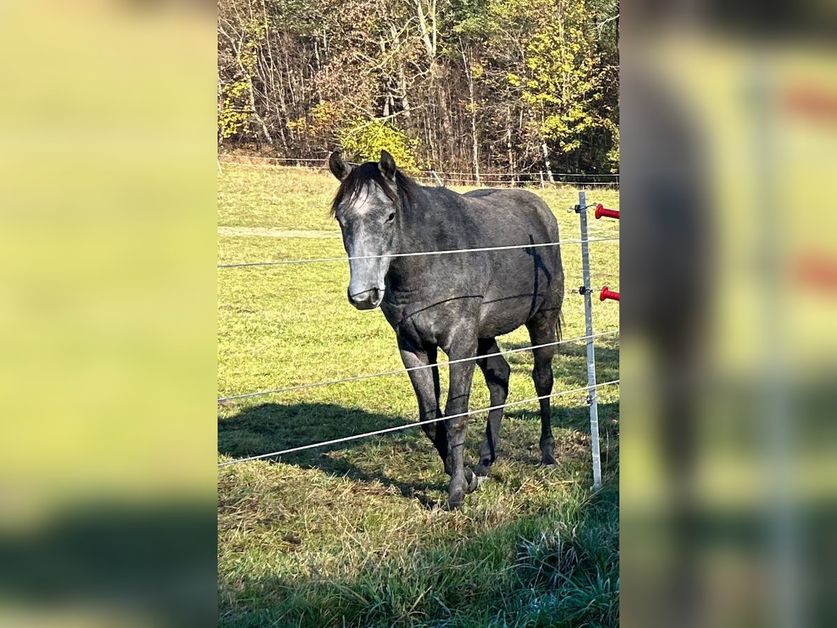 Quarter horse américain Hongre 2 Ans 160 cm Gris in Altenberg