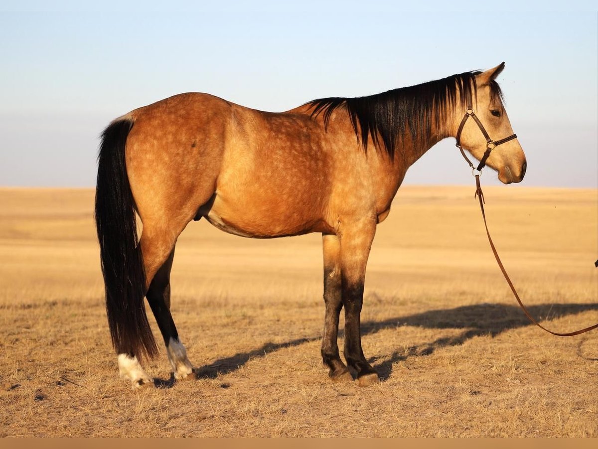 Quarter horse américain Hongre 3 Ans 145 cm Buckskin in Nunn