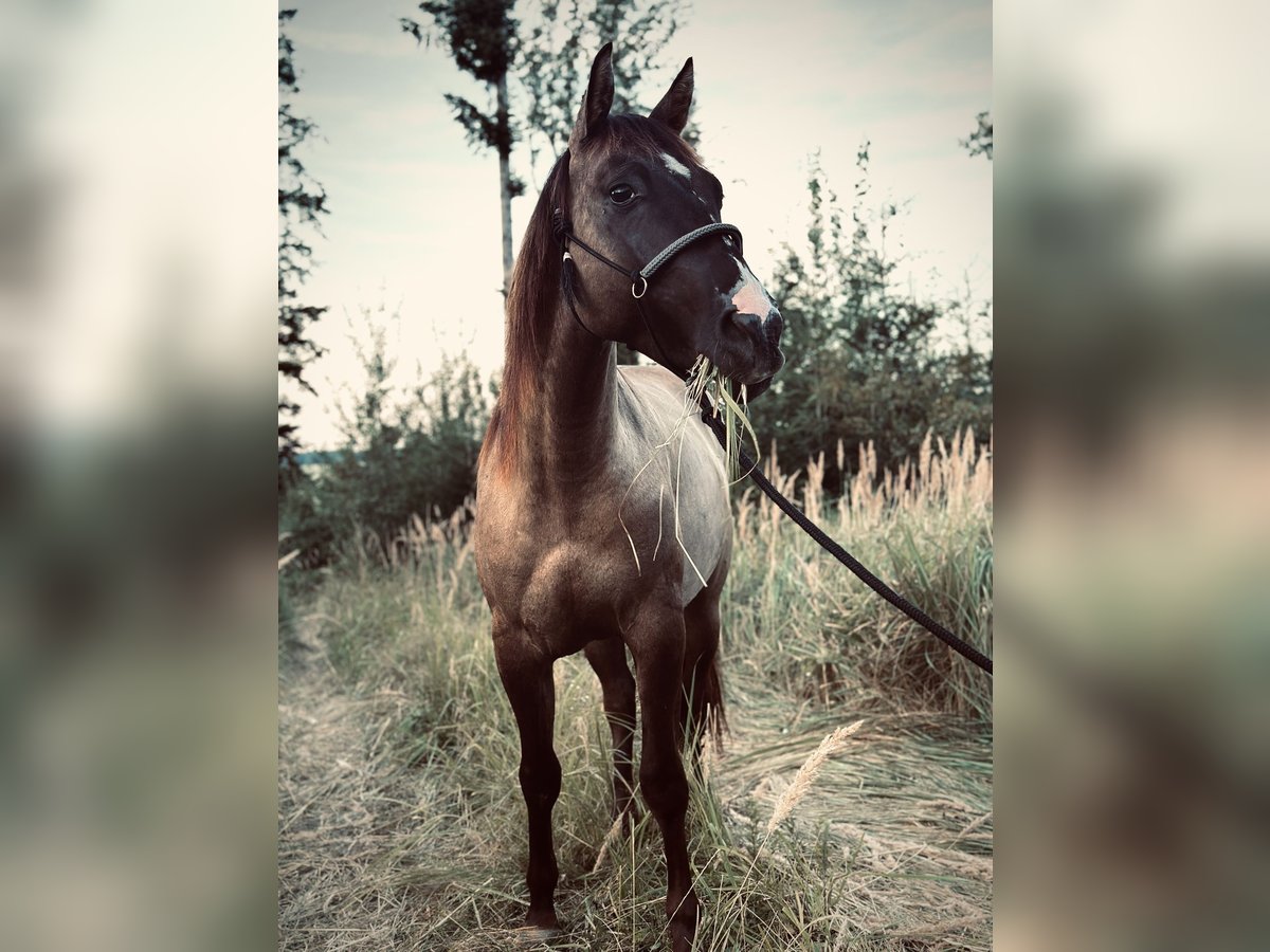 Quarter horse américain Hongre 3 Ans 145 cm Grullo in Amstetten Quarter horse américain Hongre 3 Ans 145 cm Grullo in Amstetten