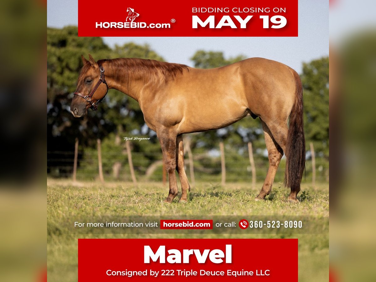 Quarter horse américain Hongre 3 Ans 147 cm Isabelle in Cisco, TX