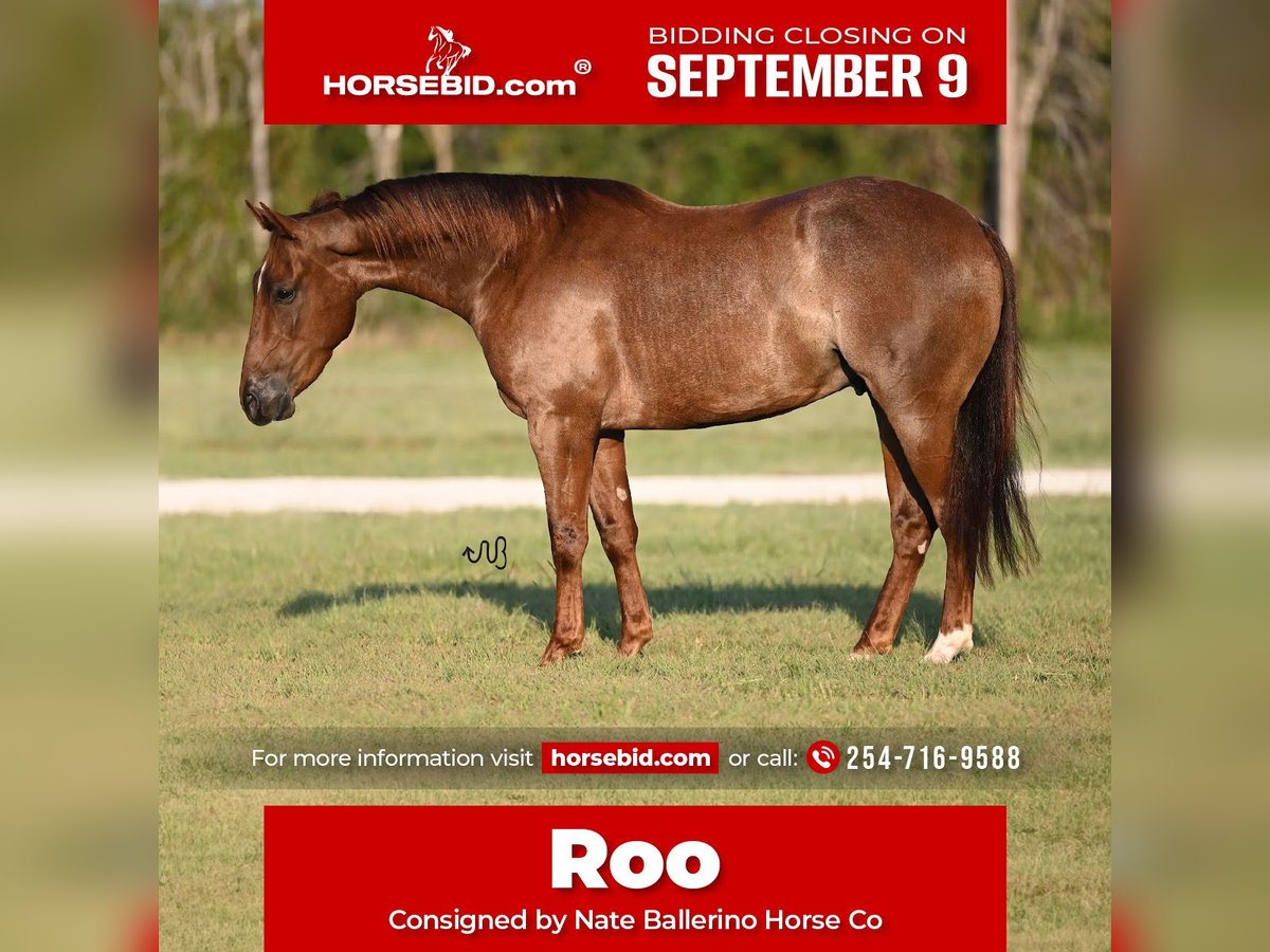 Quarter horse américain Hongre 3 Ans 147 cm Rouan Rouge in Waco, TX