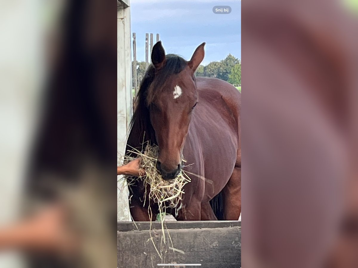 Quarter horse américain Hongre 3 Ans 148 cm Bai brun in Katwijk