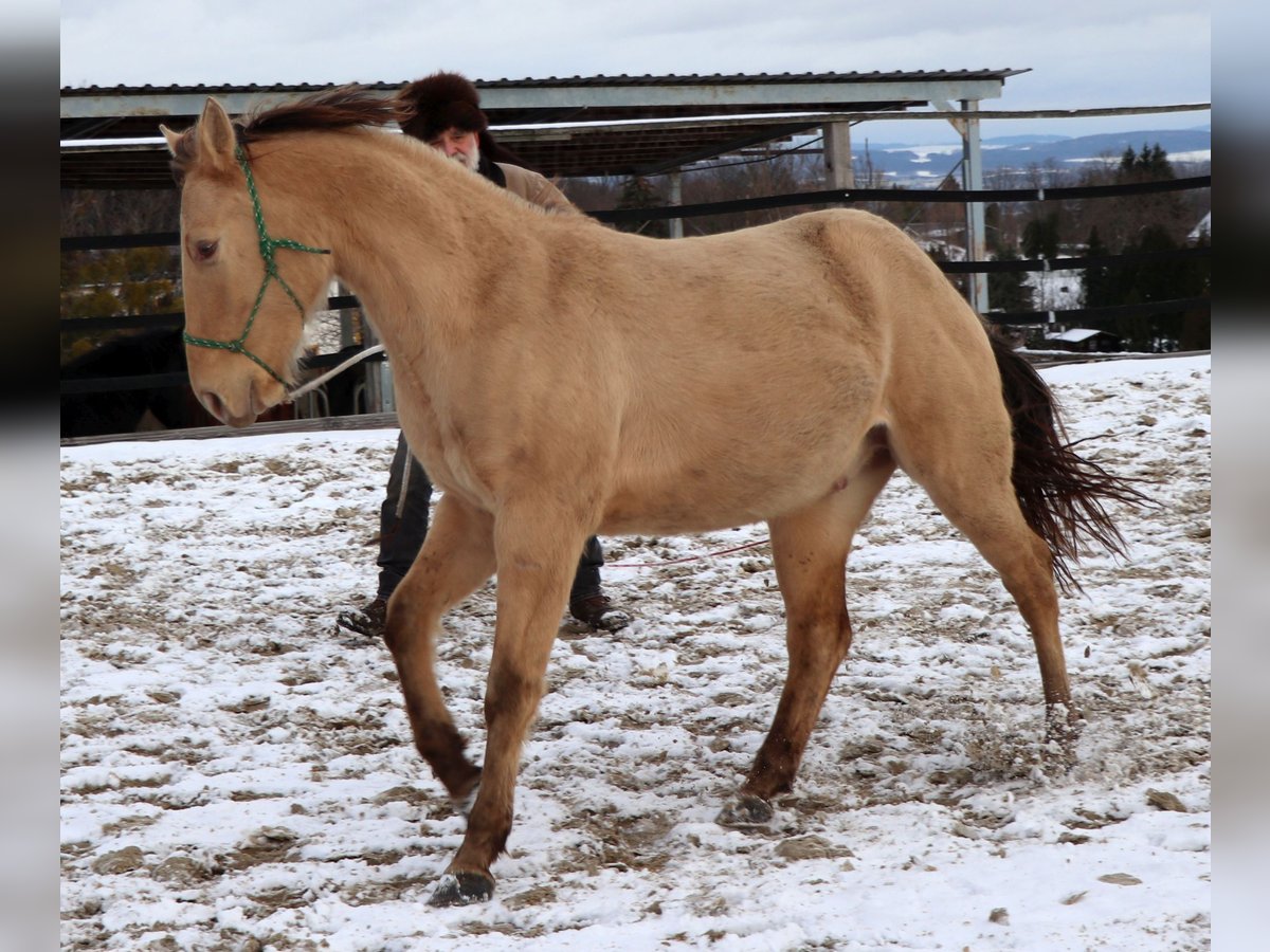 Quarter horse américain Hongre 3 Ans 148 cm Champagne in Müglitztal