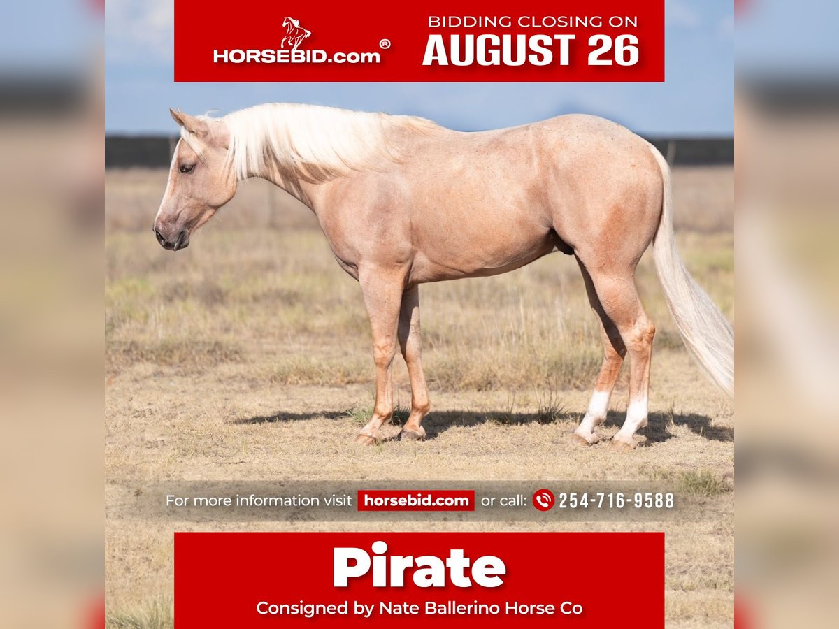 Quarter horse américain Hongre 3 Ans 150 cm Palomino in Waco