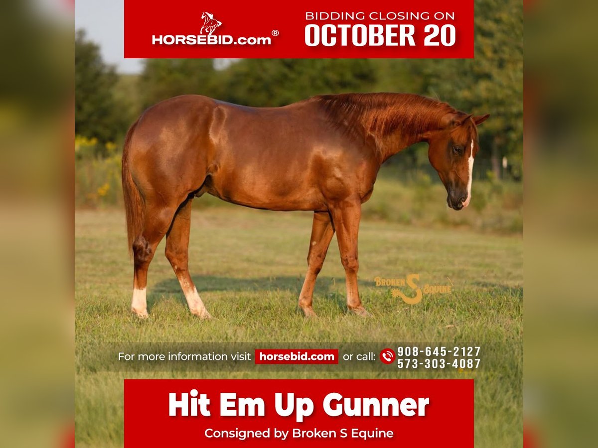 Quarter horse américain Hongre 3 Ans 152 cm Alezan cuivré in Bogard