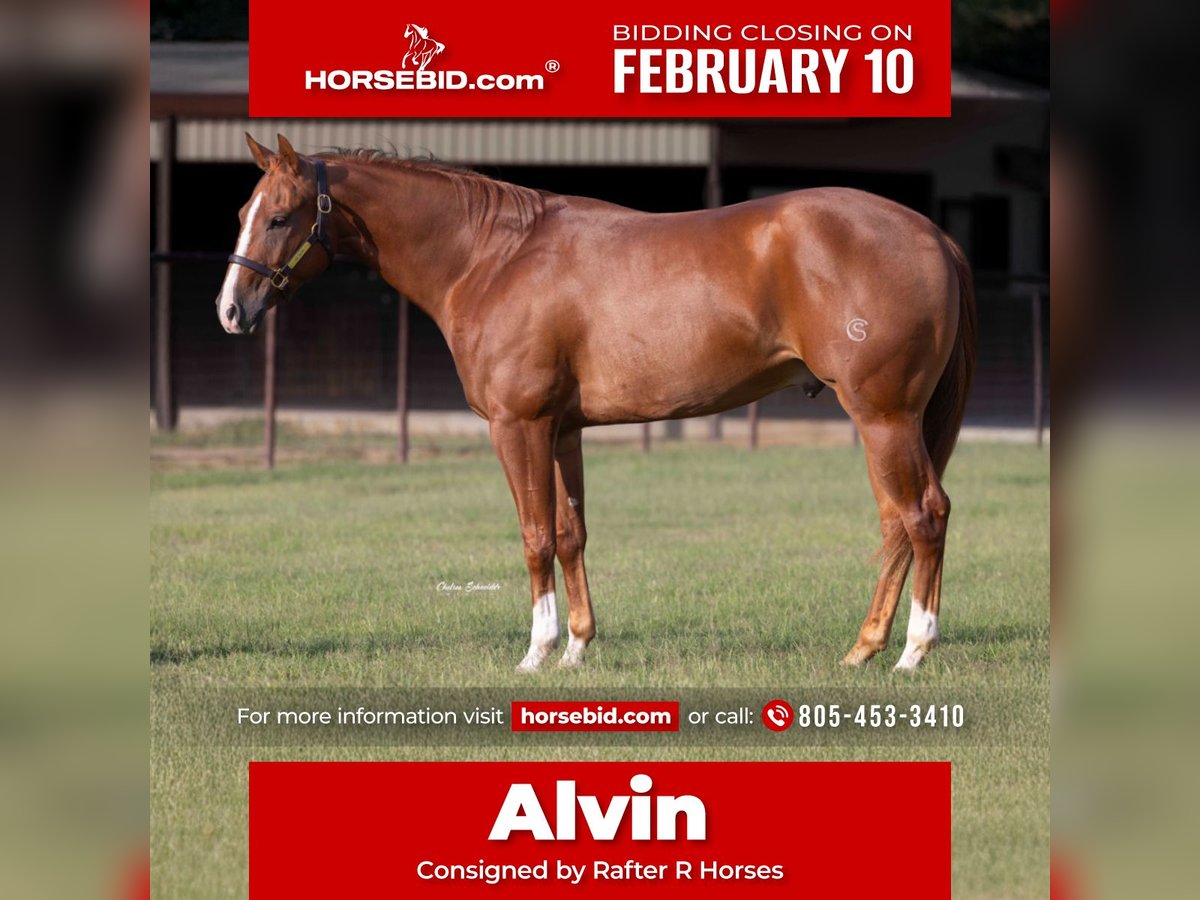 Quarter horse américain Hongre 3 Ans 152 cm Alezan cuivré in Whitesboro, TX