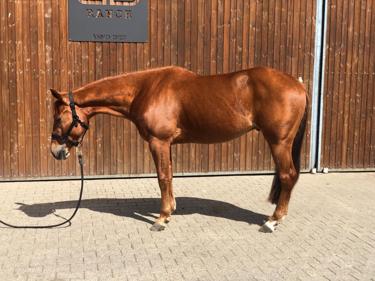 Quarter horse américain Hongre 3 Ans 153 cm Alezan in Lahm