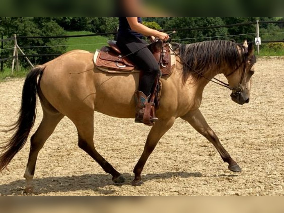 Quarter horse américain Hongre 3 Ans 155 cm Cremello in Hombrechtikon