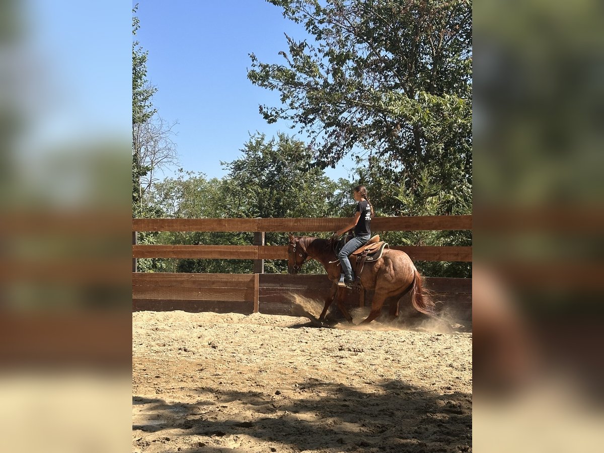 Quarter horse américain Hongre 3 Ans 155 cm Rouan Rouge in Cortazzone