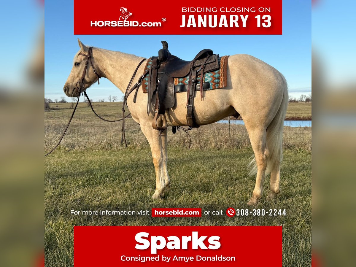 Quarter horse américain Hongre 3 Ans 157 cm Palomino in Kansas City, MO