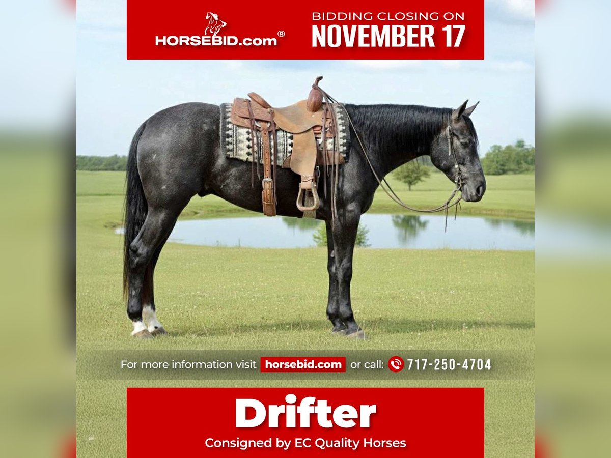 Quarter horse américain Hongre 3 Ans 163 cm Gris in Beaver Springs