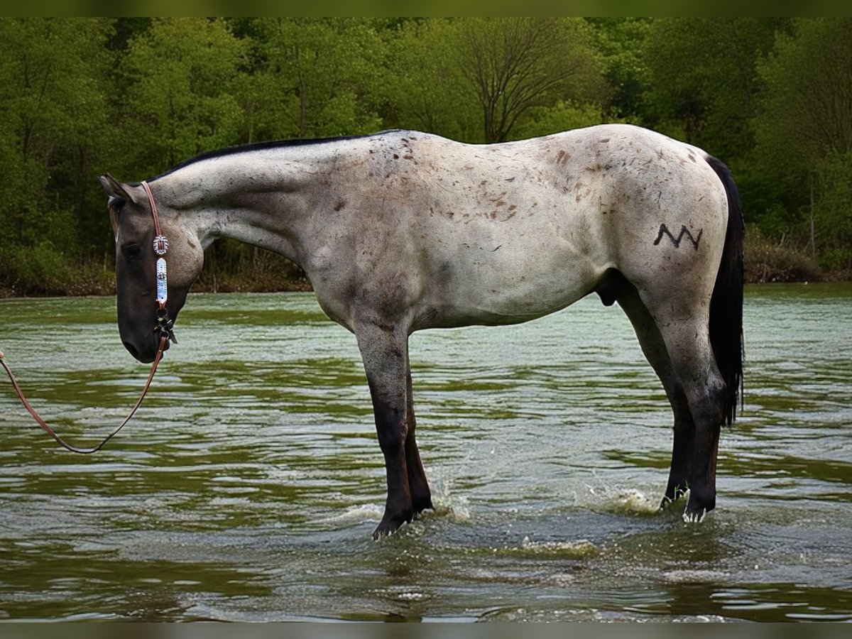 Quarter horse américain Hongre 3 Ans 163 cm Rouan Bleu in Fort Collins