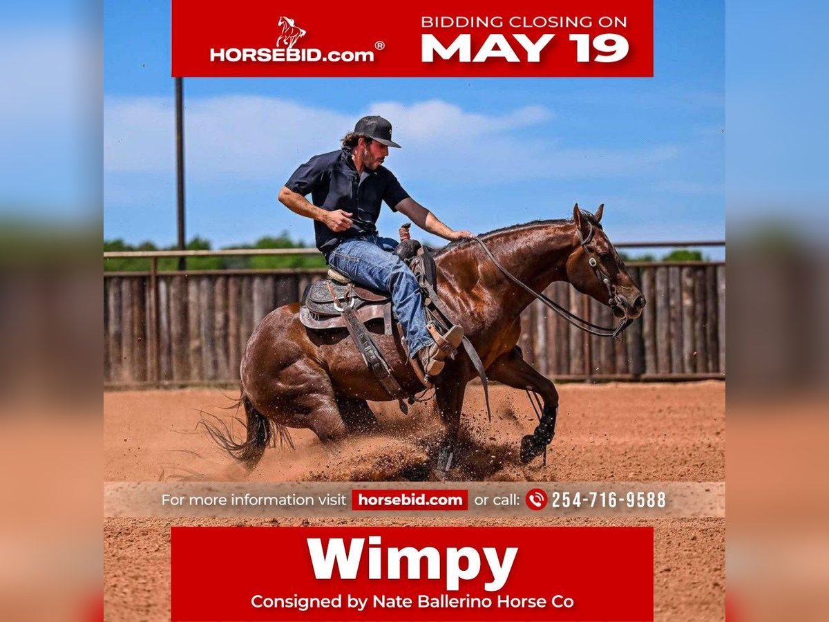Quarter horse américain Hongre 3 Ans Alezan brûlé in Waco, TX