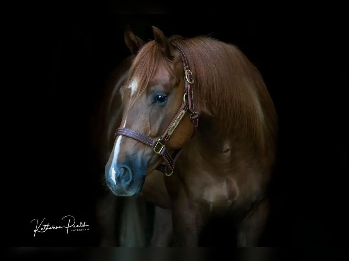 Quarter horse américain Hongre 3 Ans Alezan in Vilsbiburg