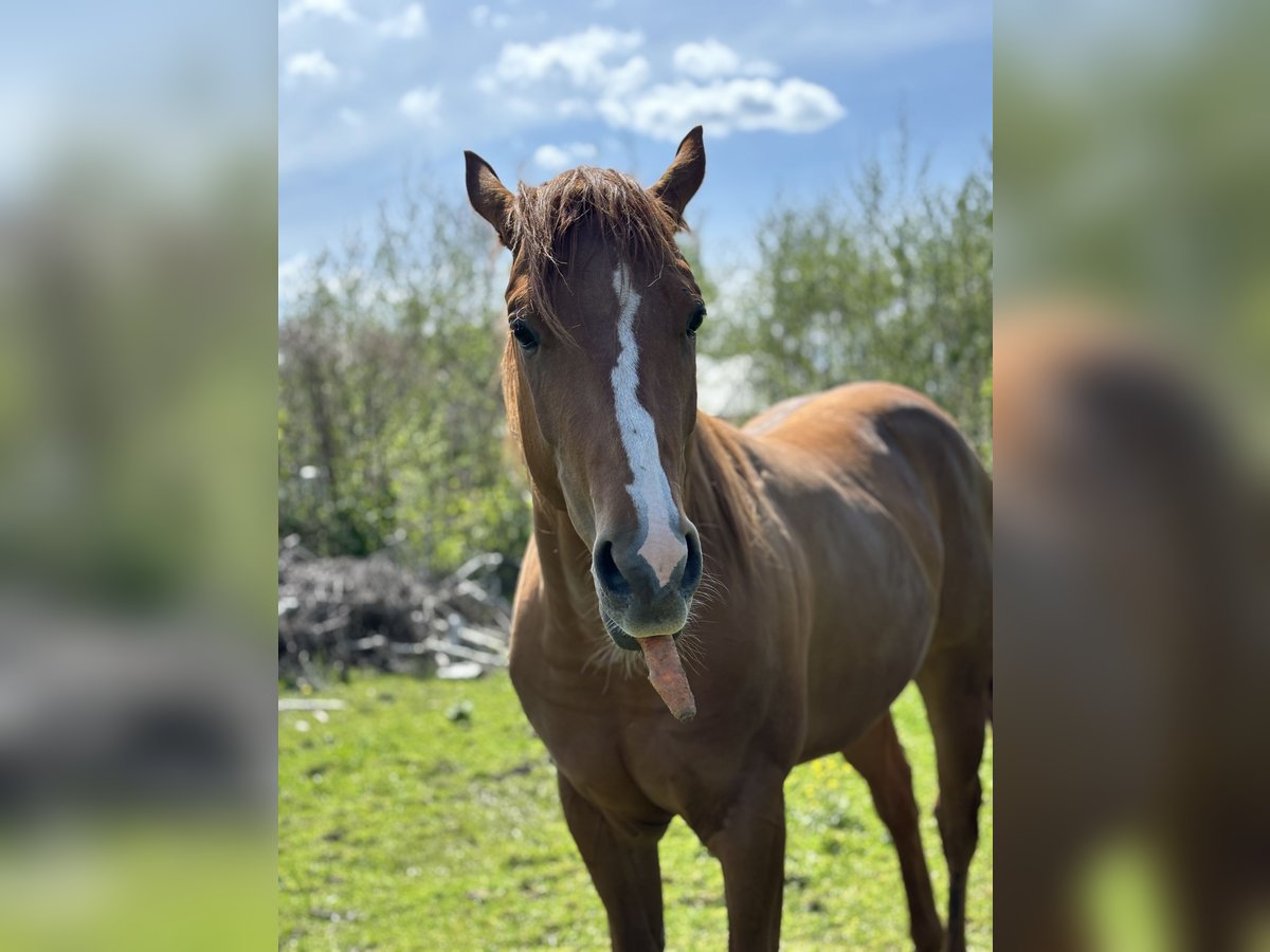 Quarter horse américain Hongre 3 Ans Alezan in Radomyśl Wielki