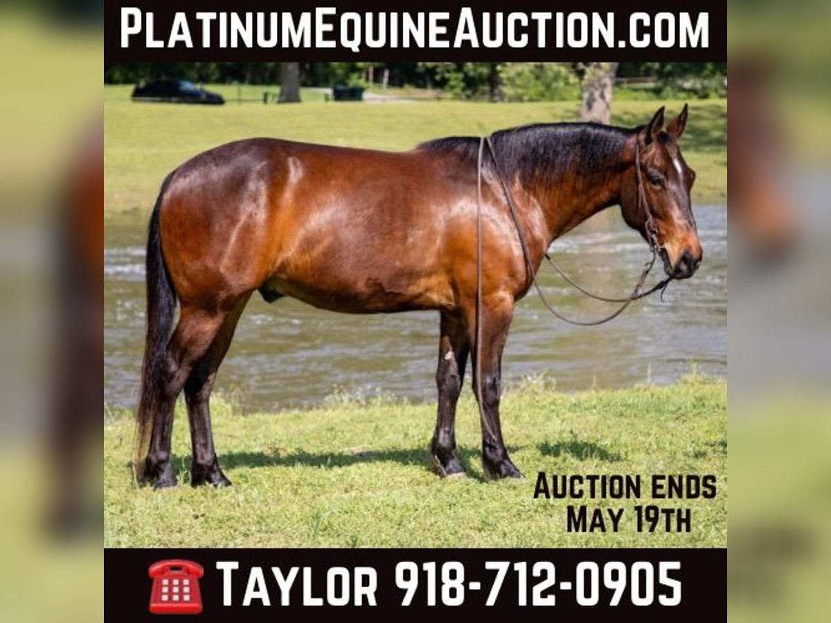 Quarter horse américain Hongre 4 Ans 140 cm Bai cerise in Sallisaw OK