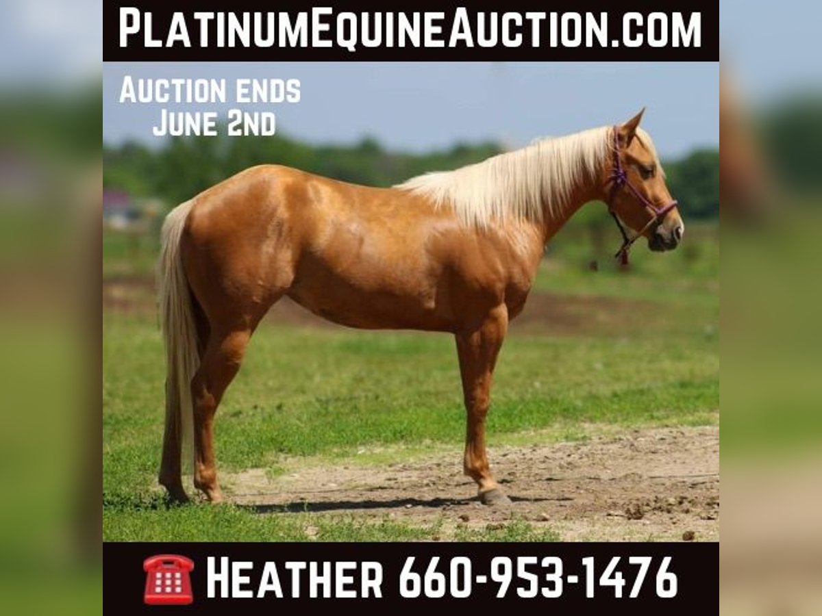 Quarter horse américain Hongre 4 Ans 142 cm Palomino in Bolivar, MO