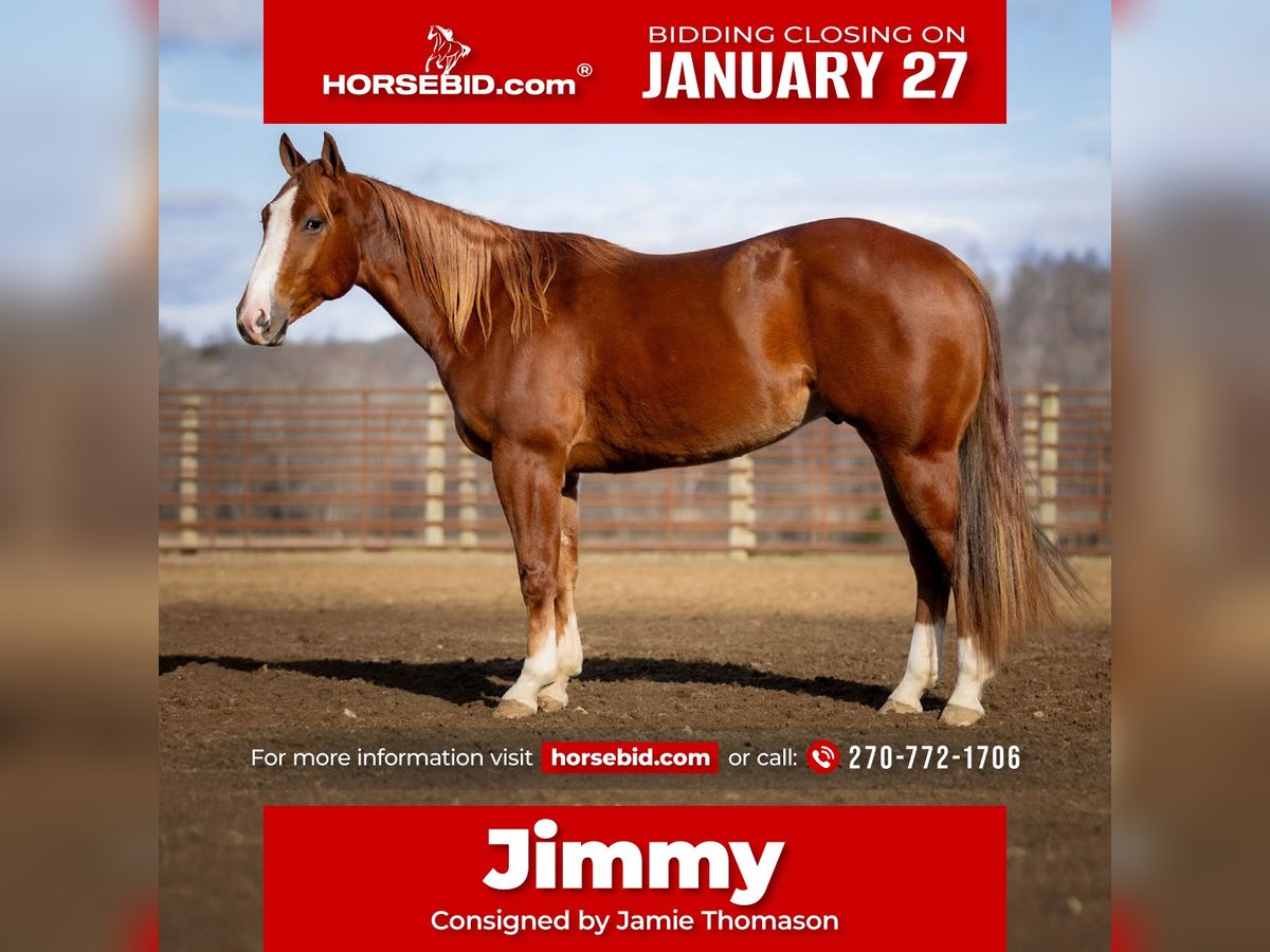 Quarter horse américain Hongre 4 Ans 145 cm Alezan cuivré in Auburn, KY