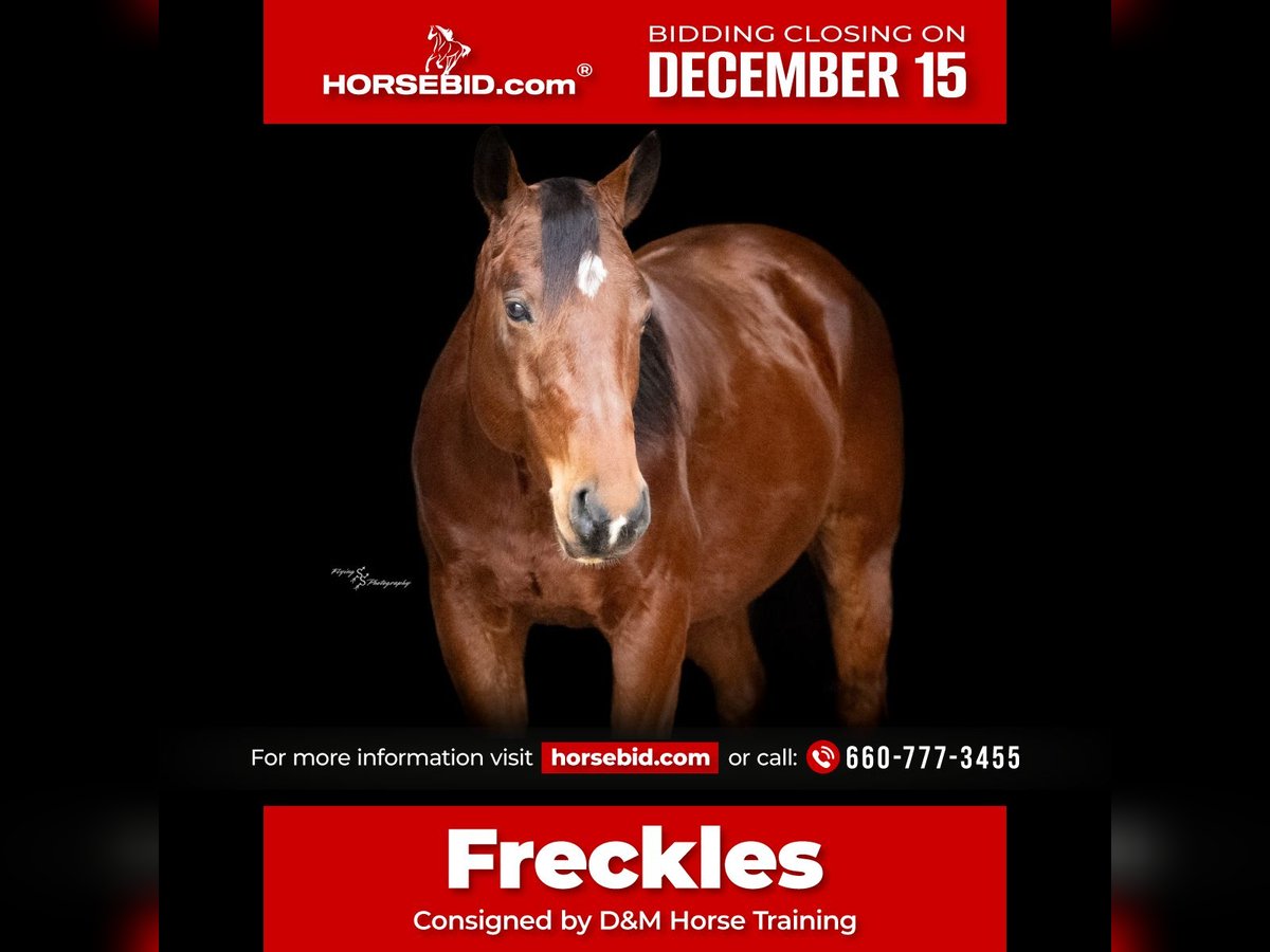 Quarter horse américain Hongre 4 Ans 147 cm Bai cerise in Keytesville