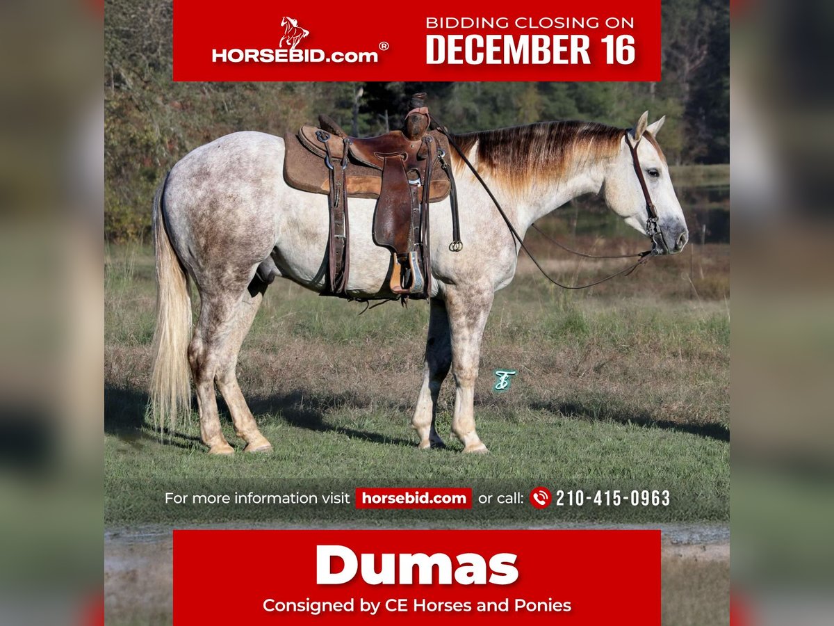 Quarter horse américain Hongre 4 Ans 147 cm Gris in Carthage