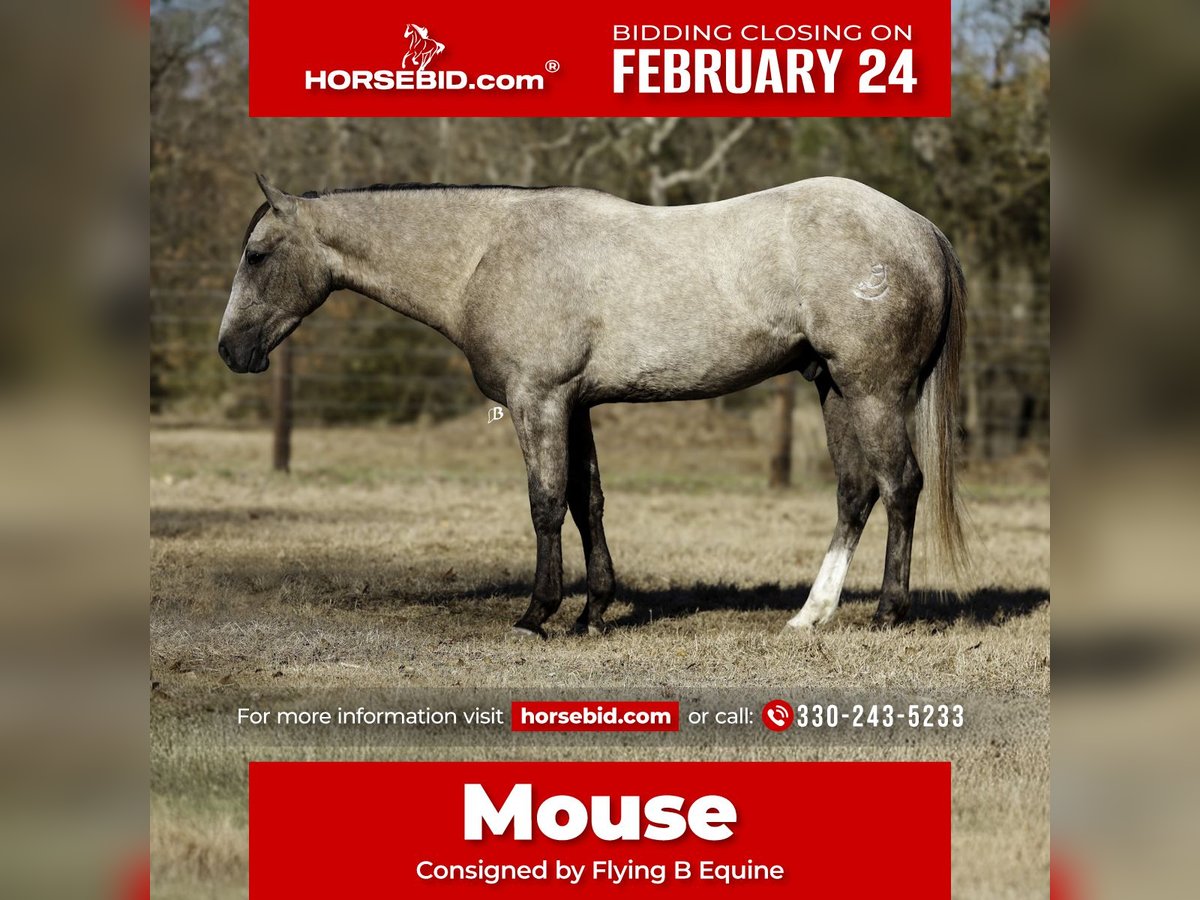 Quarter horse américain Hongre 4 Ans 147 cm Gris in Lufkin, TX