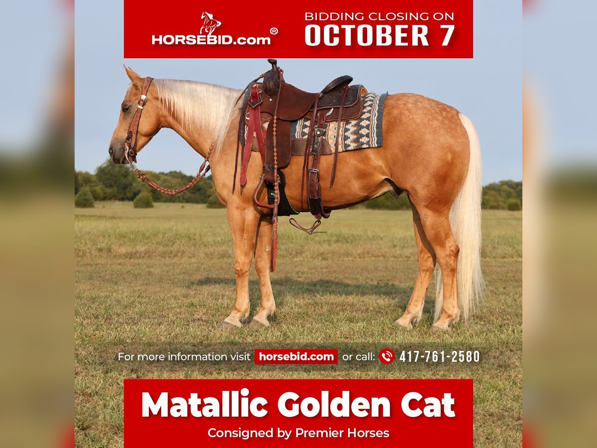 Quarter horse américain Hongre 4 Ans 147 cm Palomino in Buffalo, MO