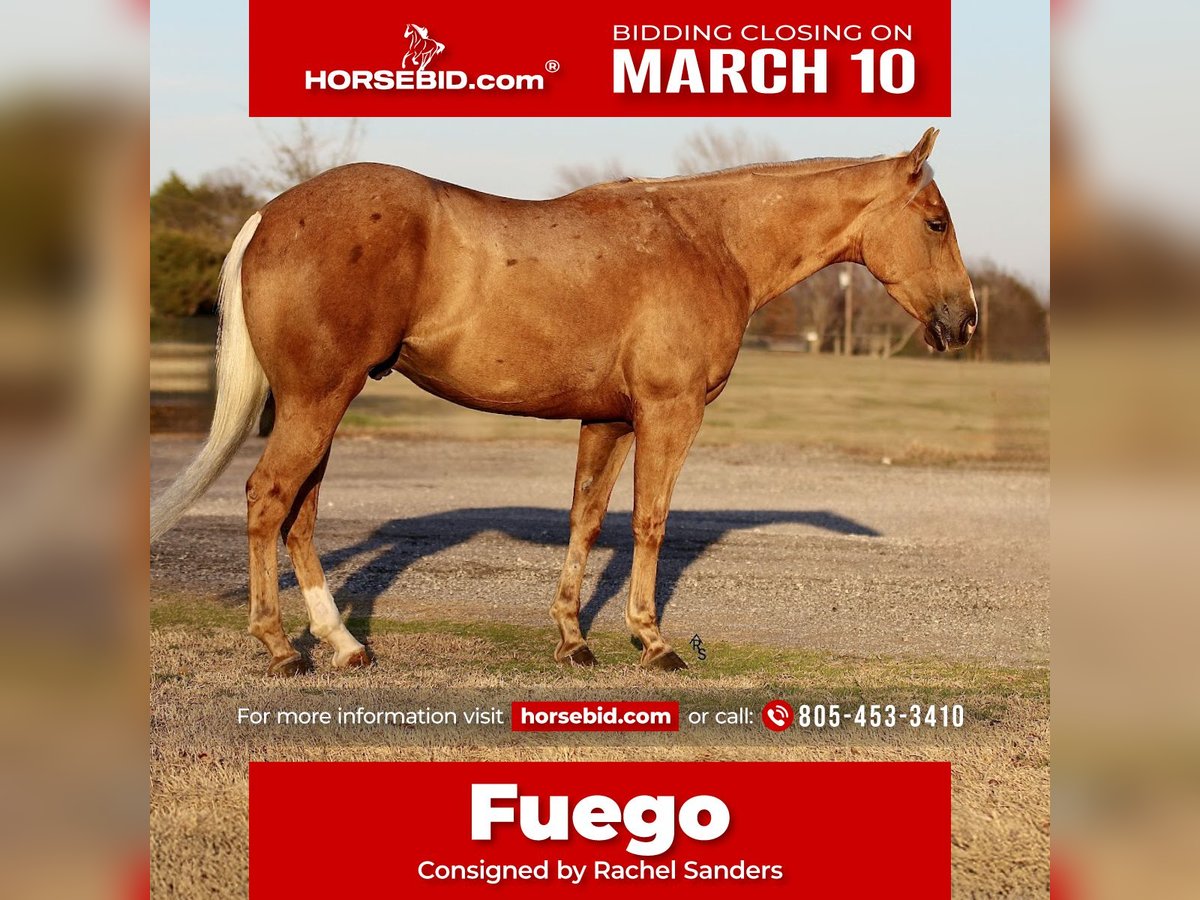 Quarter horse américain Hongre 4 Ans 147 cm Palomino in Whitesboro, TX