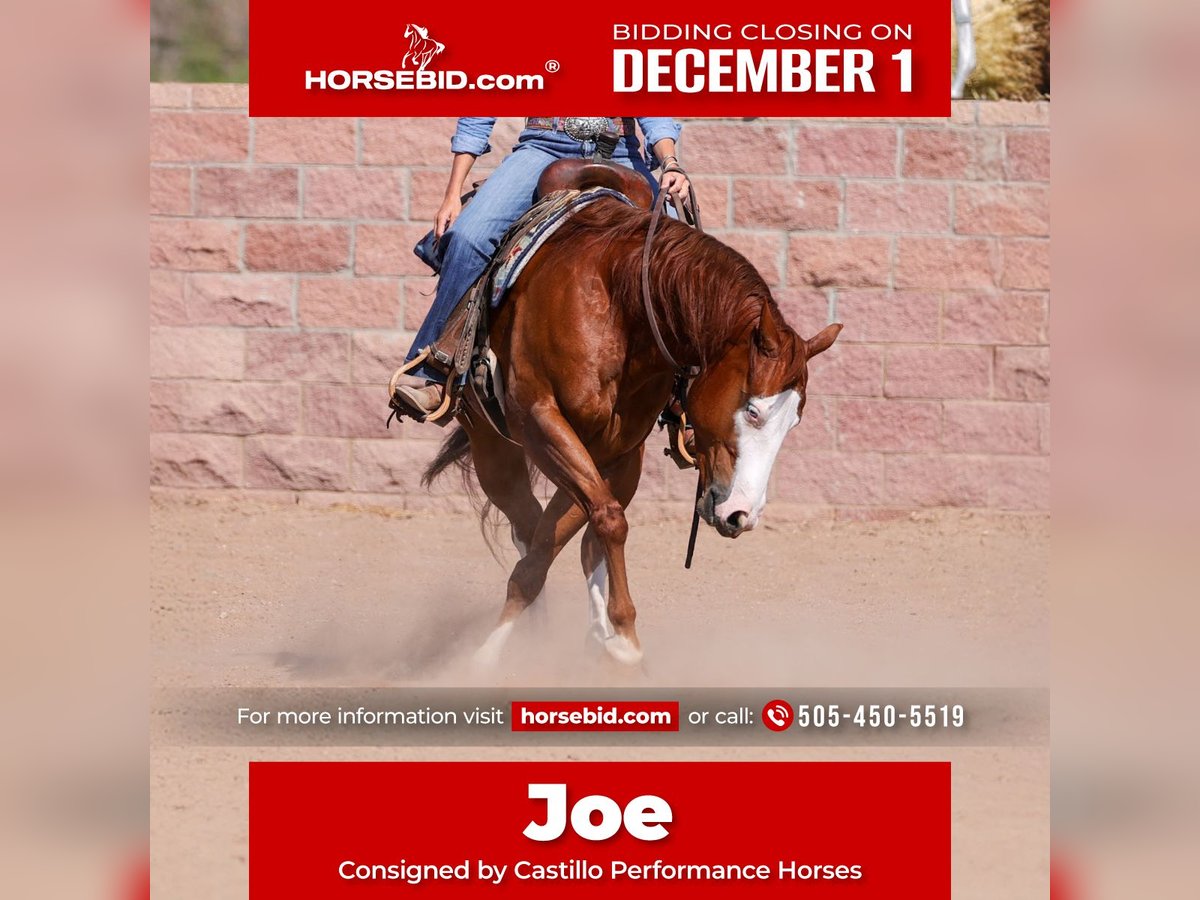 Quarter horse américain Hongre 4 Ans 150 cm Alezan cuivré in Belen