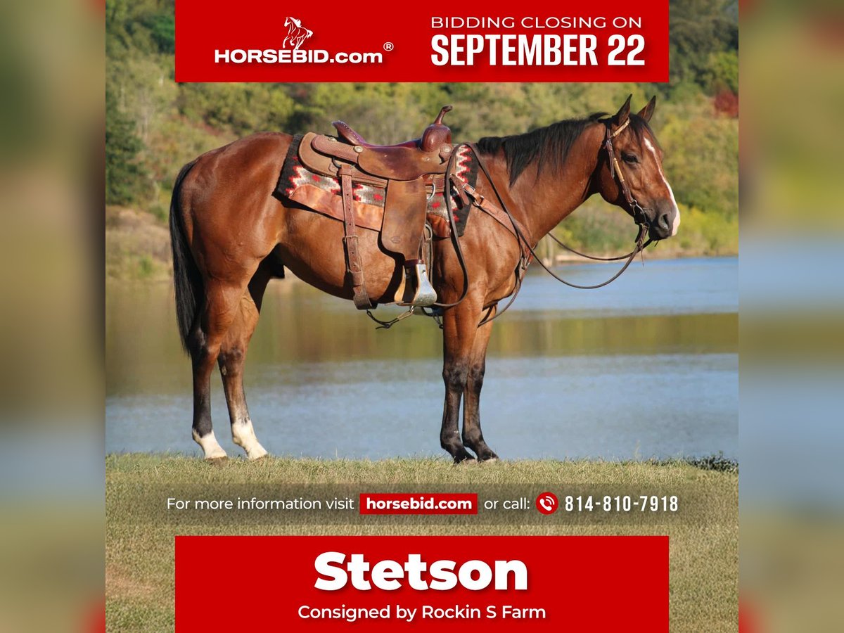 Quarter horse américain Hongre 4 Ans 150 cm Bai cerise in Rebersburg