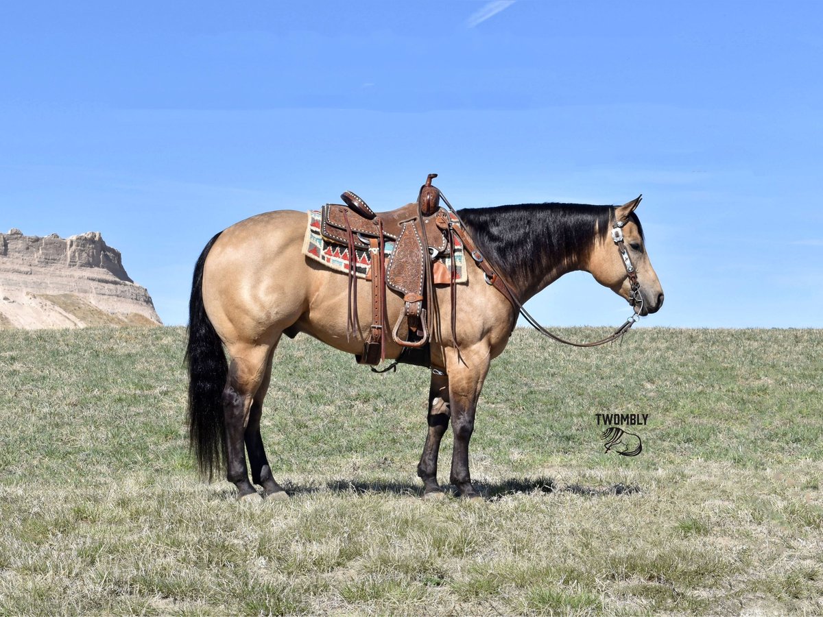 Quarter horse américain Hongre 4 Ans 150 cm Buckskin in Bayard, Nebraska